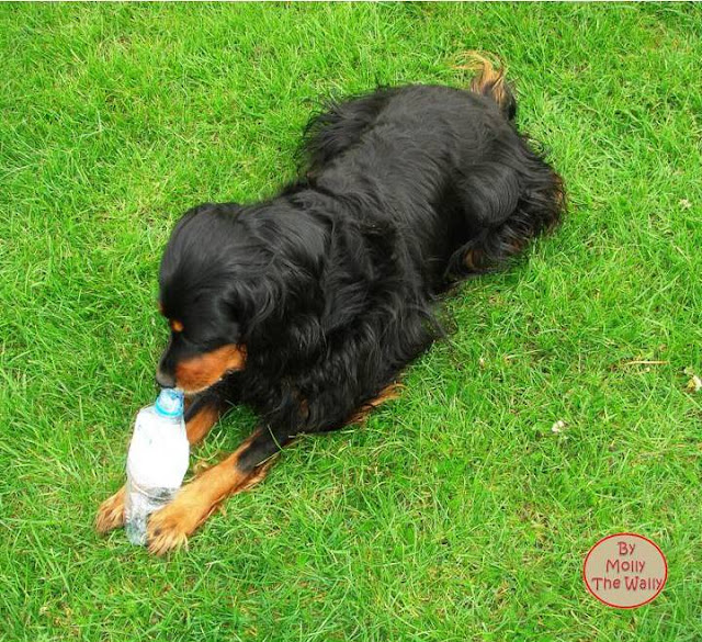 Molly The Wally with water bottle.