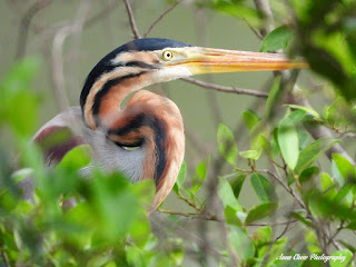 Hidden Purple Heron at Jurong Lake Gardens