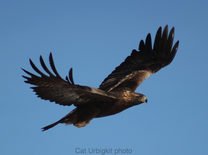 golden eagle in flight. The images of the golden eagle