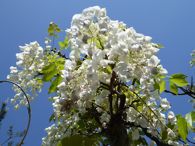 王仁公園の藤の花