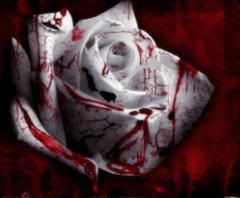 Blood Roses Wallpaper 1280x