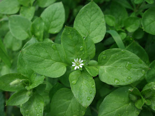 common chickweed