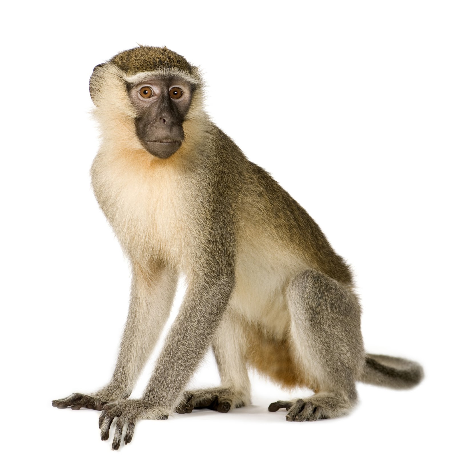 Gambar Monyet Lengkap