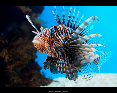 Beautifully of Lion Fish