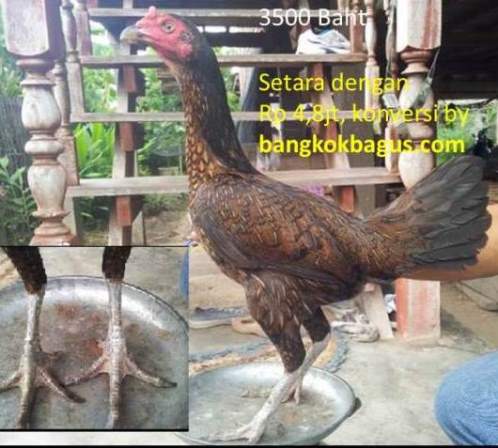 Harga ayam  bangkok betina jenis ayam  burma di thailand 