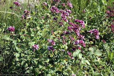 Origan (origanum vulgare)