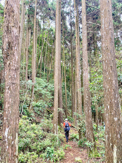 醜崠山下山途中