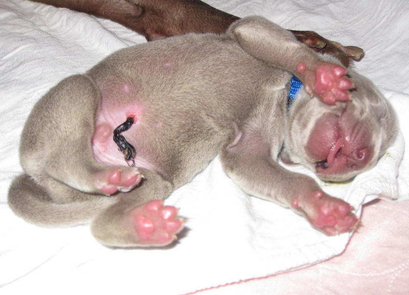 RoseWin Weimaraners Pups 3 days old