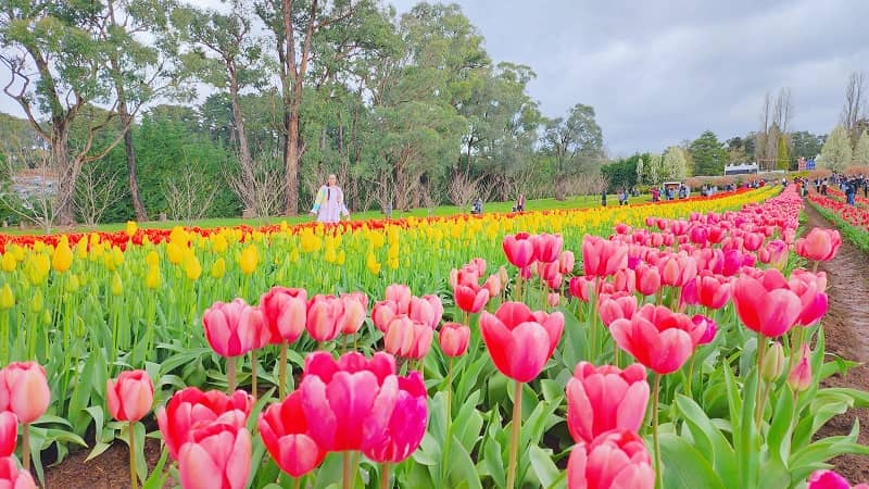 Tesselaar Tulip Festival - Melbourne