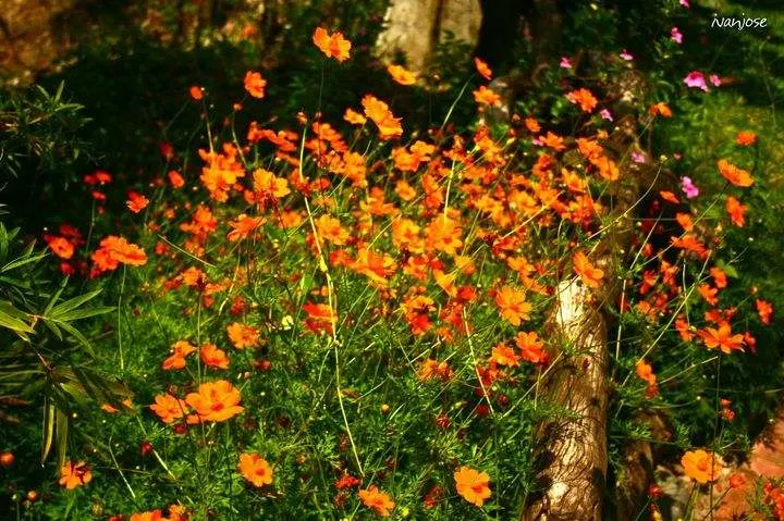 Lush bloom of flowers in Sarangani Highlands' garden in Mindanao