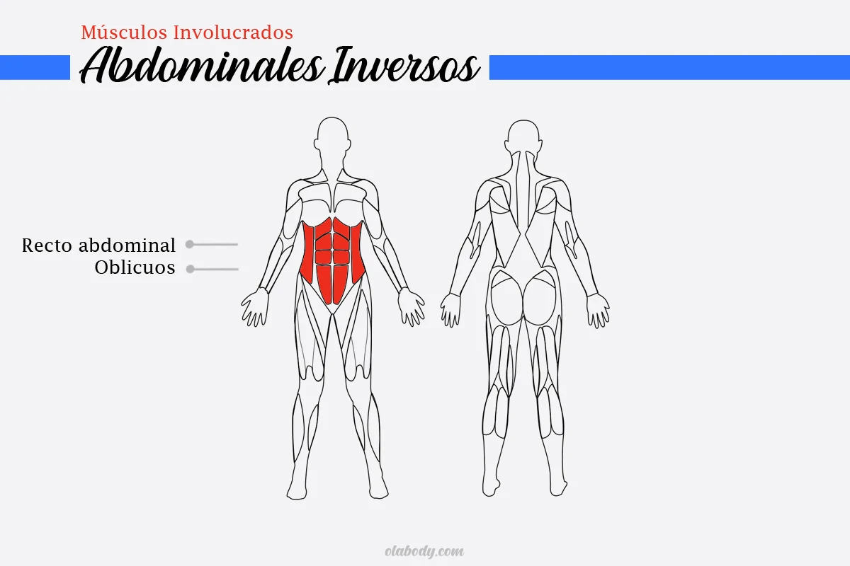 Músculos Involucrados Abdominales Inversos