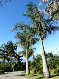Roystonea borinquena - Palmier royal de Porto-Rico 