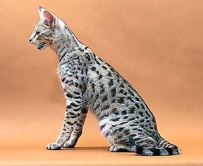 Savannah Cat