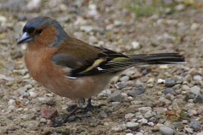 Skelfink - Vink - Fringilla coelebs