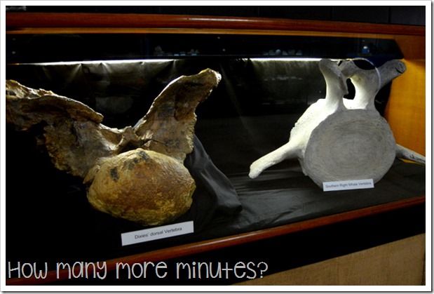 Age of Dinosaurs Museum | How May More Minutes?
