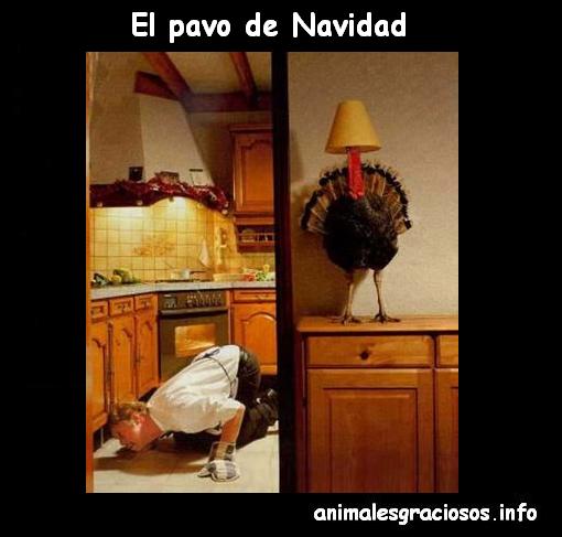 jajaja imagenes chistosas de Navidad YouTube - imagenes graciosas navidad