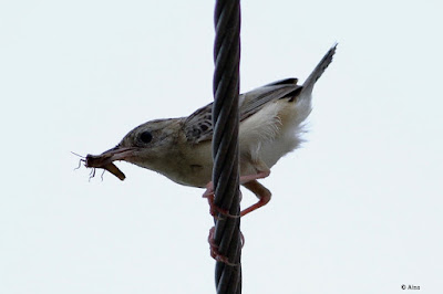 Zitting Cisticola