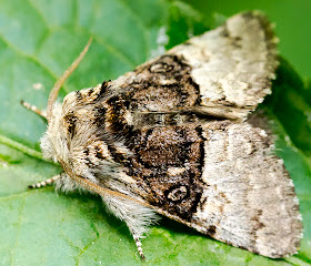 Nut-tree Tussock, Colacasia coryli forma medionigra.  Noctuidae.  Moth trap at Sevenoaks Wildlife Reserve, 27 April 2014.  No flash.