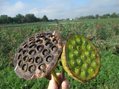 dead lotus seed pod