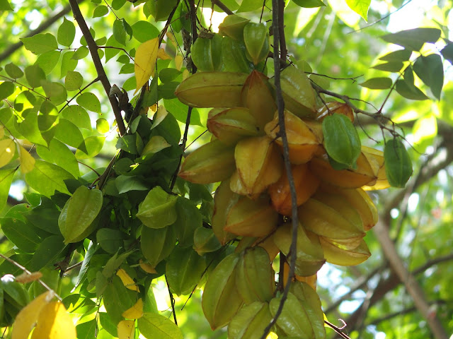 Tanzanie, Zanzibar, Ferme aux épices, de grands chemins