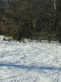 before the wind, hillside snow with tracks