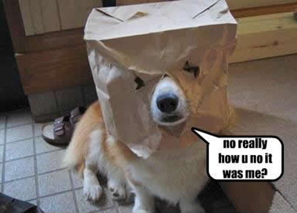 Really Funny Pictures Of Dogs