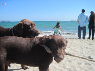 chocolate lab puppies at the beach