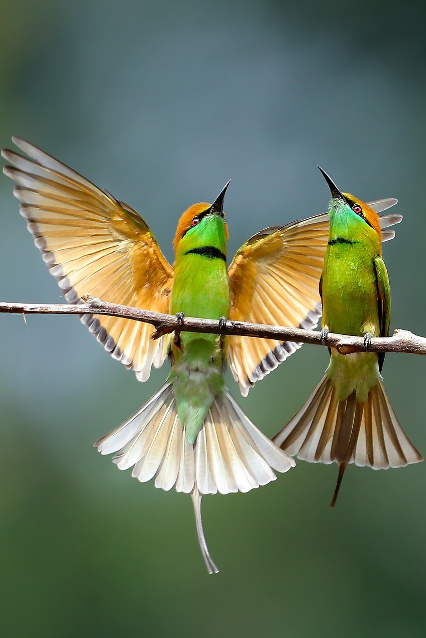Beautiful bee-eaters.