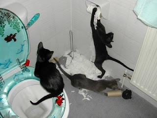 funny cats in a bathroom causing havoc and destruction