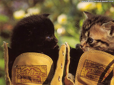 Cats In The Shoes Wallpaper