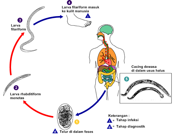 Ide Istimewa Siklus Hidup Nematoda, Motif Baru!