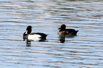 Tufted Duck - winter visitor