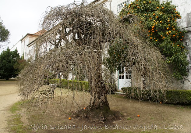 Glória Ishizaka - Jardim Botânico Ajuda - 59