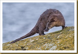 North American river otter 