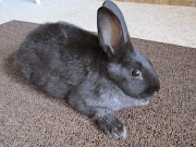 We have 3 male Silver Fox Bunnies available for sale.