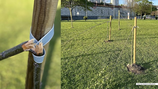 Destrozan al menos ocho árboles plantados reciente en Ansio en un "acto vandálico"