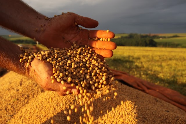 Paraná é o primeiro do mundo na produtividade de soja