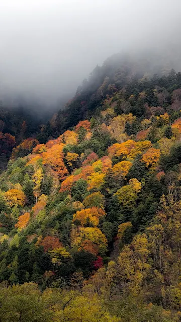 Paisagem Natural Nevoeiro na Floresta