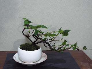 スイレンボクの盆栽