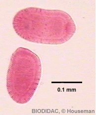 Larva  planula