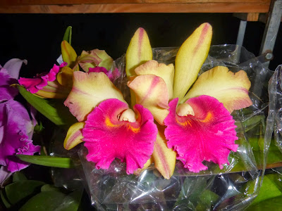 Orquídeas