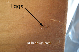 ... showed the black fecal matter and bed bug eggs on the headboard