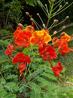 Caesalpinia pulcherrima - Petit flamboyant