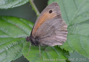 2012-08-02 Copse Wood 003
