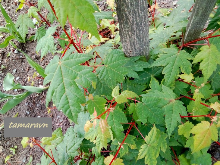 Клён Комарова (Acer komarovii)