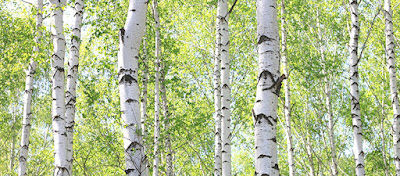 Keep your river birch tree healthy with proper care