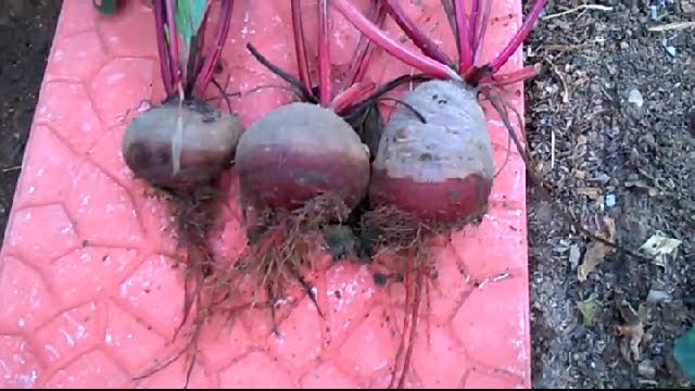 How To Start Beet Indoors