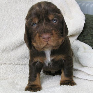 Field Spaniel Cute Puppy Breed