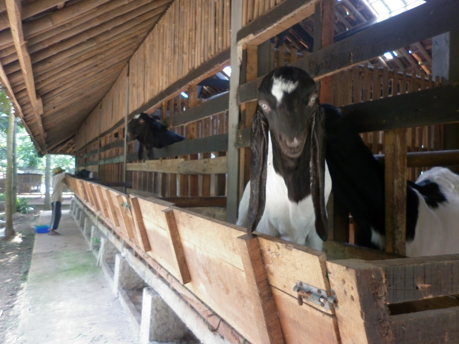  Peternakan Kambing  Gembala Farm Tangerang Peternakan Kambing  Etawa 
