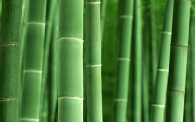 bamboo tree